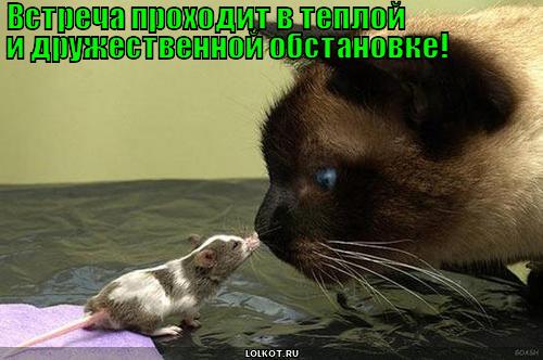 встреча 