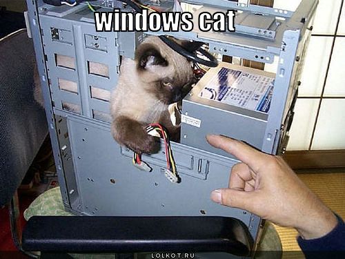 windows cat