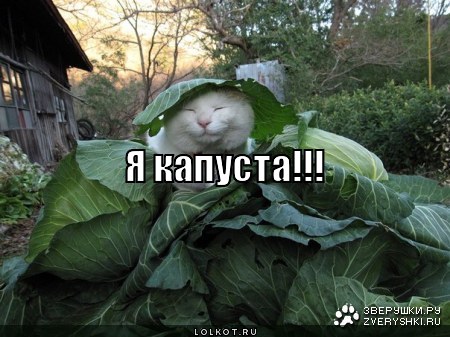 я капуста!!!