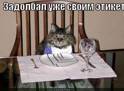 задолбал уже своим этикетом, ты мне жрать дашь сегодня или нет?