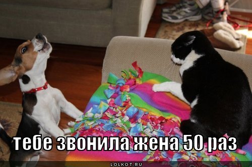 звонила