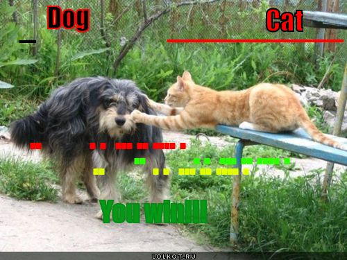 cat vs dog