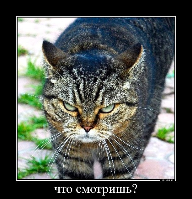 что смотришь?