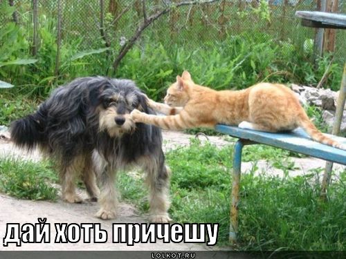 дай хоть причешу