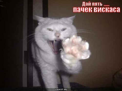 дай пять ... пачек вискаса