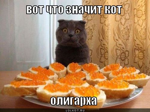 кот олигарха