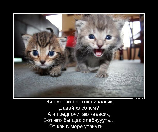 пивас квас