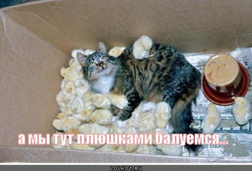 плюшками балуемся