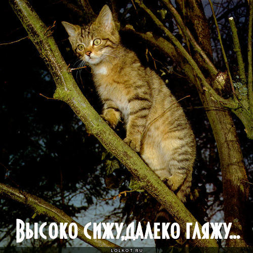 сижу, гляжу