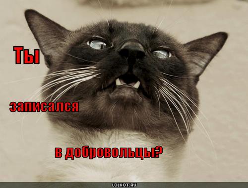 ты записался в добровольцы?