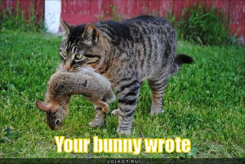 your bunny wrote