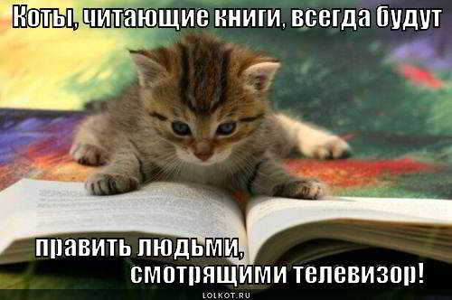 читающие коты