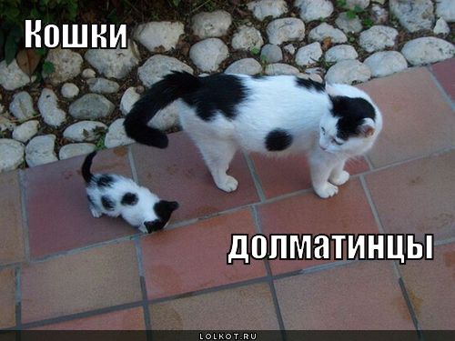 кошки  долматинцы