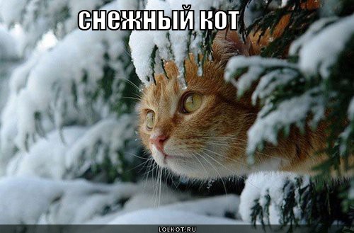 снежный кот