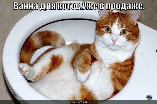 ванна для котов