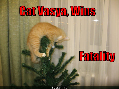 cat vasya, wins fatality