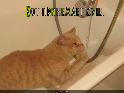 кот принемает душ.