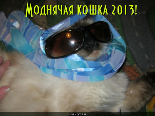 моднячая кошка 2013!