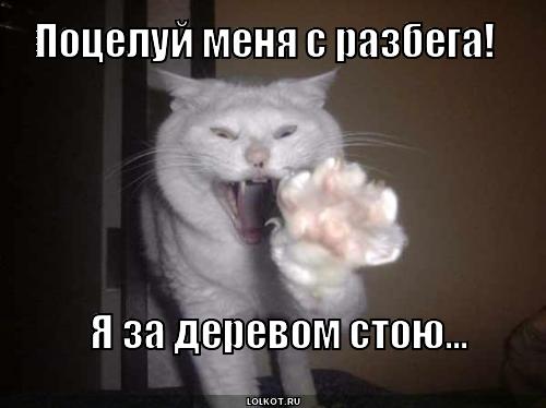 поцелуй меня с разбега!