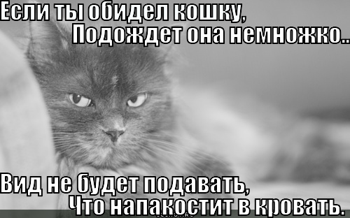 Не обижайте кошку. Котов обижать нельзя. Обиженная кошка. Кошку обидели. Открытка нельзя котов обижать.