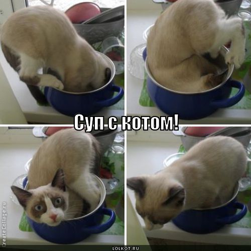 суп с котом!