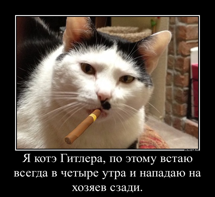 котэ гитлера