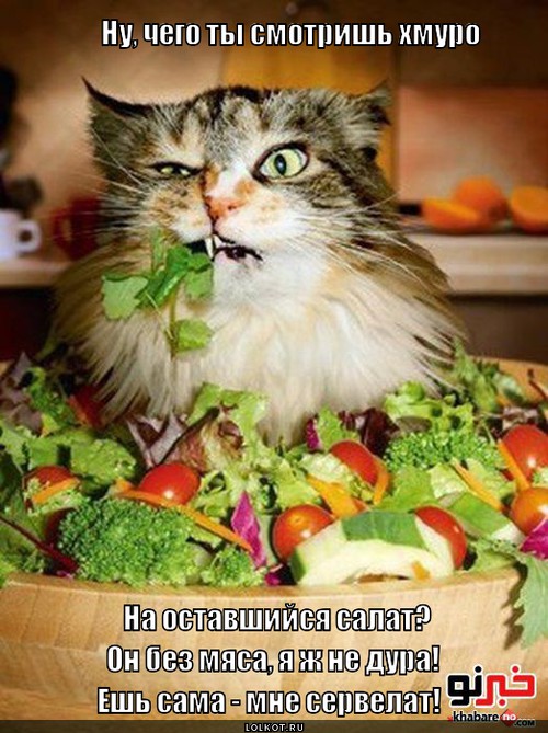 Бабе - салат, коту - сервелат! И смотри, не перепутай!