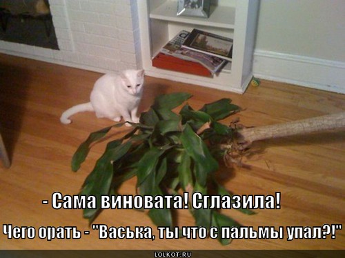 Пальмовое происшествие 