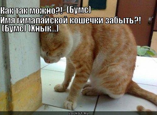  (бумс) (хнык...)