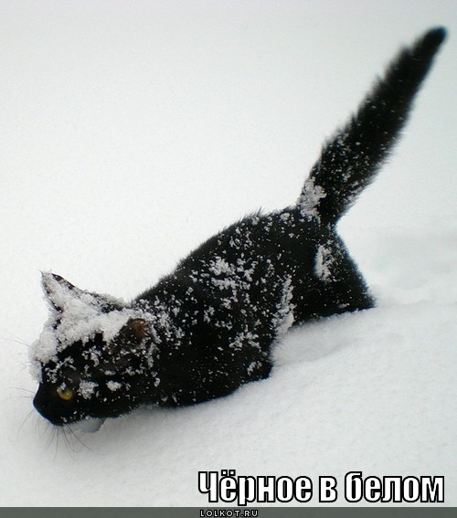 чёрное в белом