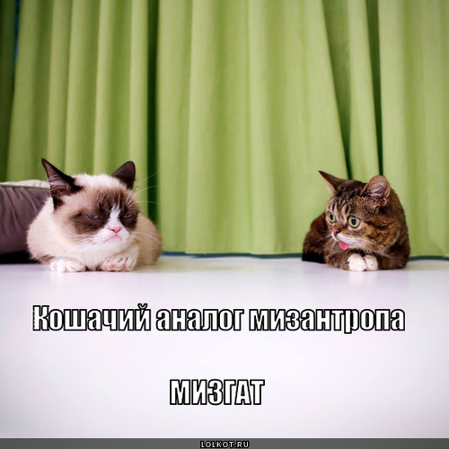 кошачий аналог