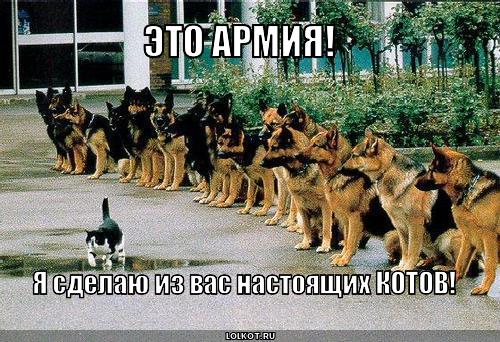 Коты 