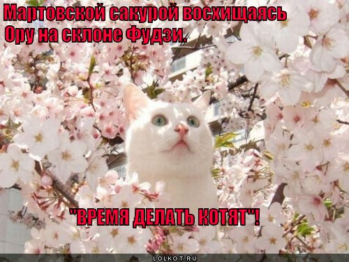 Котята 