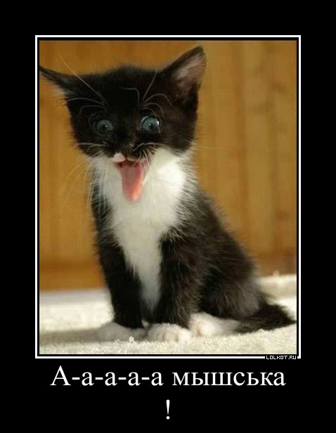 Мышь 
