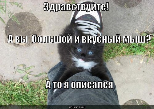 Мыш