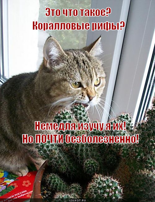 Рифы 