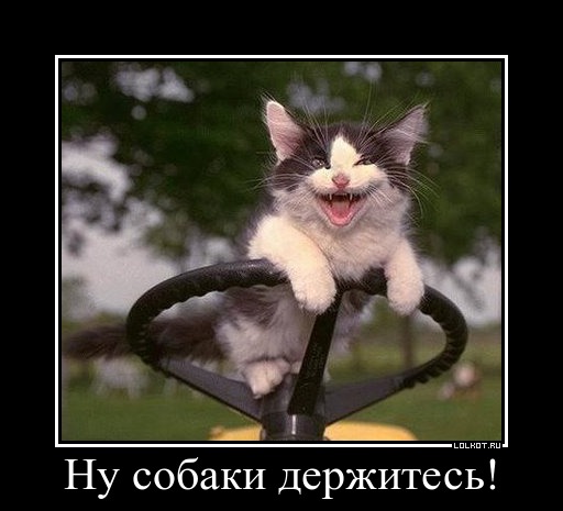 Собаки 
