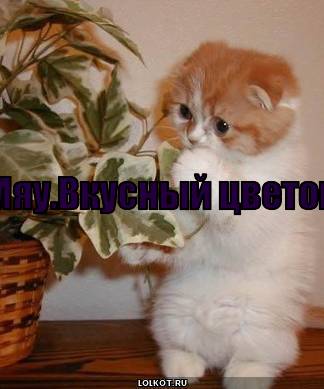 Цветочек 