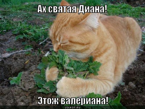 Валериана 