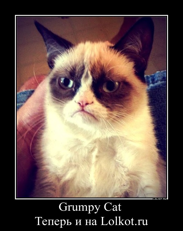 grumpy cat 