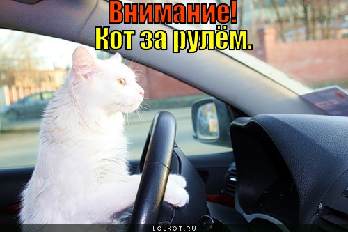 кот за рулём.