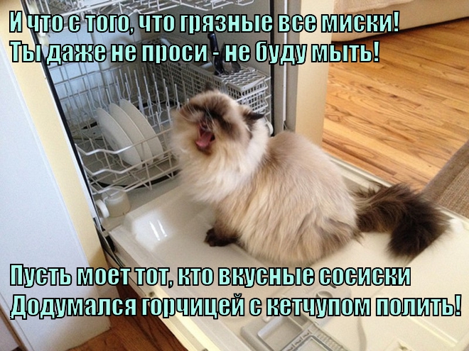 ПосудоВОЙечная котина