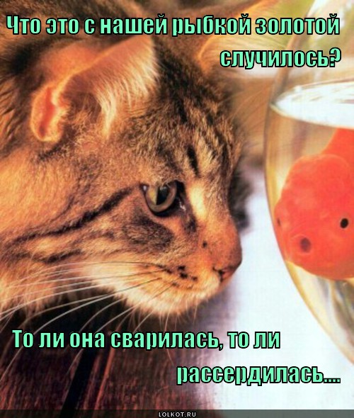 Не зли рыбу! 
