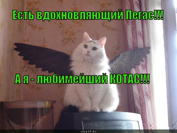 Котас