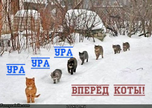 Коты, ура! 