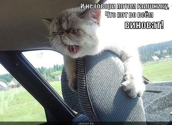 Посади кота за руль 