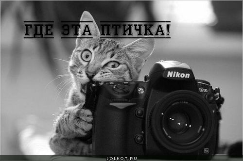 Птичка 