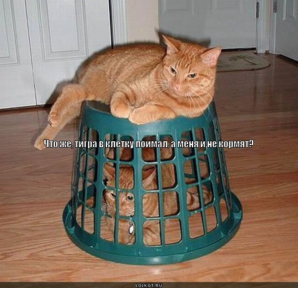 Тигр в клетке 