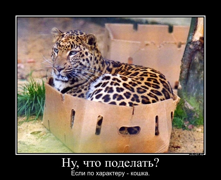 Котенка в коробченке 