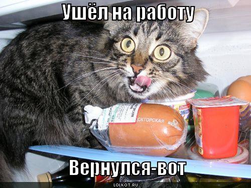 Кот в холодилке 